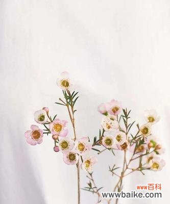 探寻桃金娘的花语和神秘之美 桃金娘