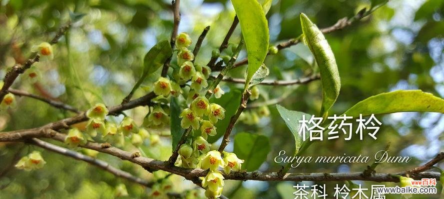 探寻桃金娘的花语和神秘之美 桃金娘