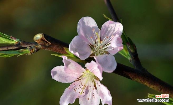 探寻桃花的美丽与深意 桃花的寓意与象征