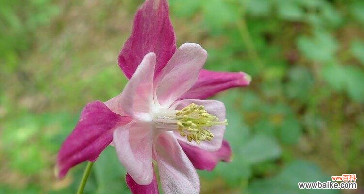 与耧斗菜共舞人生 以耧斗菜的花语——美丽与坚韧并存的象征