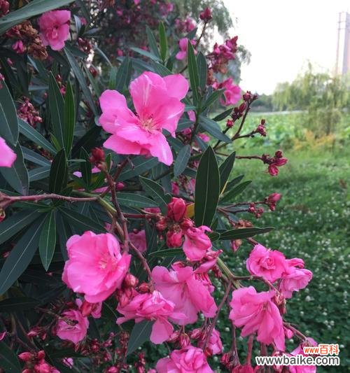 探寻桃子在文化中的多重象征意义 桃子的寓意与象征