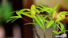 象征节节高升的植物及其意义 植物中的节节高升