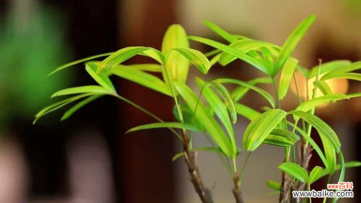 象征节节高升的植物及其意义 植物中的节节高升