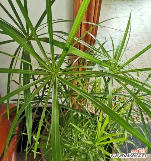 象征节节高升的植物及其意义 植物中的节节高升