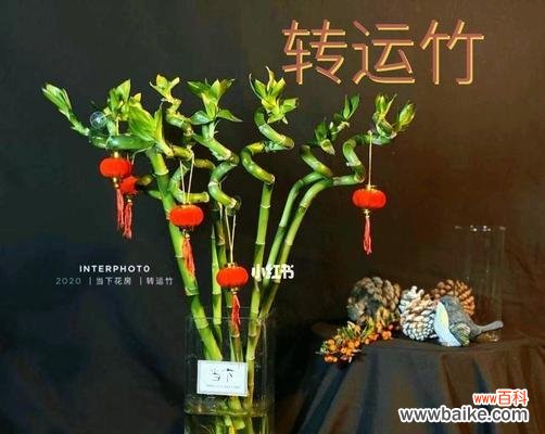 象征节节高升的植物及其意义 植物中的节节高升