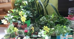 以象征教师精神的植物为主题 植物中蕴含的教师精神