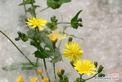 探索坚强植物的奇妙世界 植物坚韧不拔的象征力