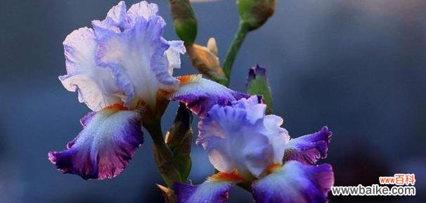 自强不息 花与植物