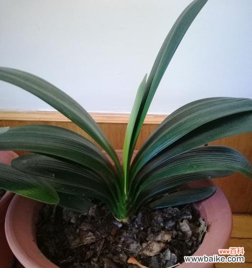 象征吉祥富贵的植物