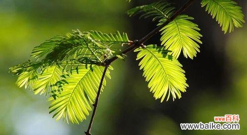 让希望绽放的力量 积极向上的植物-阳光之花