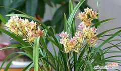 揭示君子品质的植物之道 以象征君子的植物为主题的文章