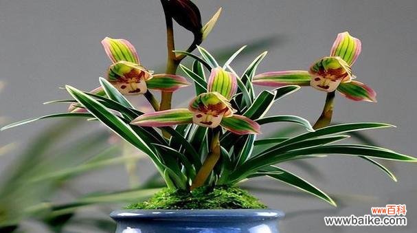 揭示君子品质的植物之道 以象征君子的植物为主题的文章