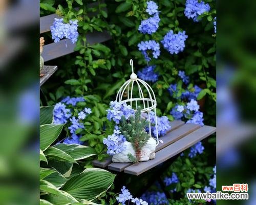 探索人们心中的希望 希望之花