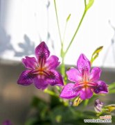 探索人们心中的希望 希望之花