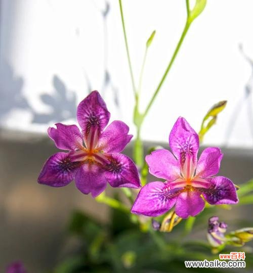 探索人们心中的希望 希望之花