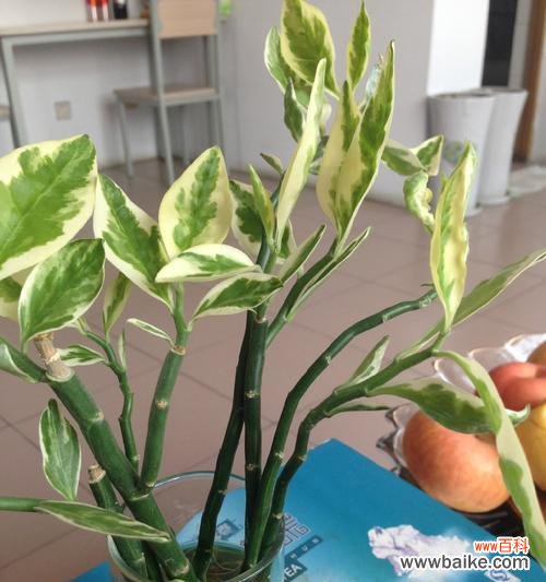 探索自然 美好的植物世界