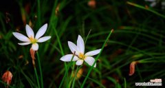 探寻廉洁之花开放的奥秘 以象征廉洁的植物为主题的文章