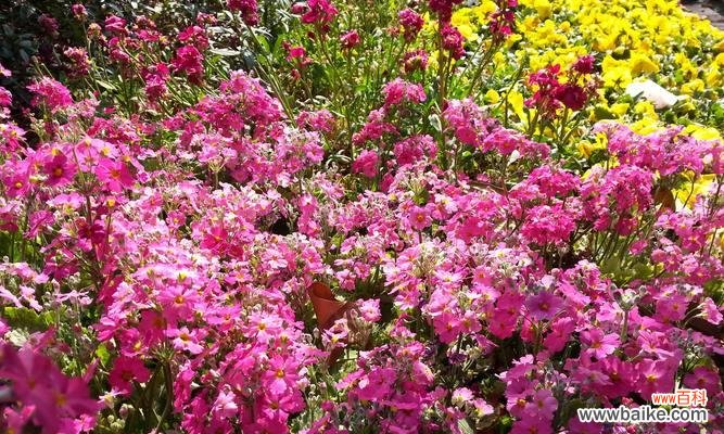 在大自然中寻找无私奉献的力量 象征乐于助人的植物