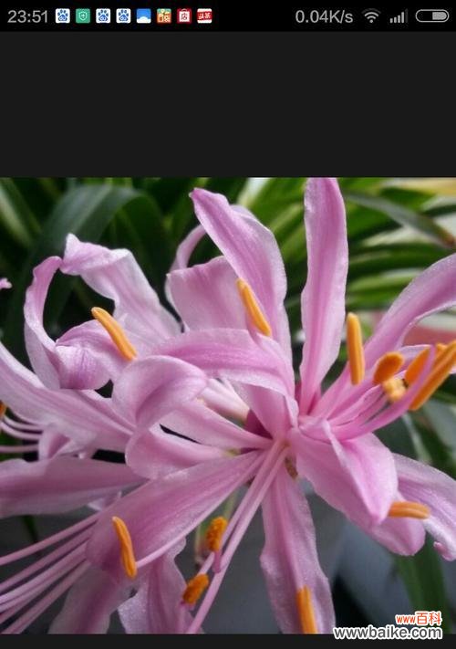 在大自然中寻找无私奉献的力量 象征乐于助人的植物