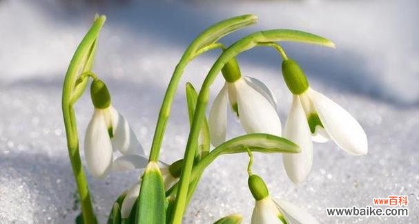 在大自然中寻找无私奉献的力量 象征乐于助人的植物