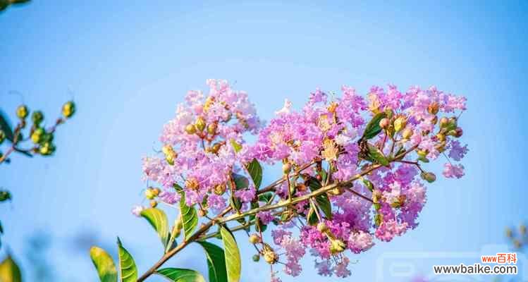 以自然植物为桥梁 老年人福祉与象征植物