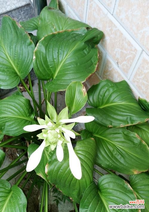 探寻植物世界中的道德典范 植物的品德高尚与象征意义