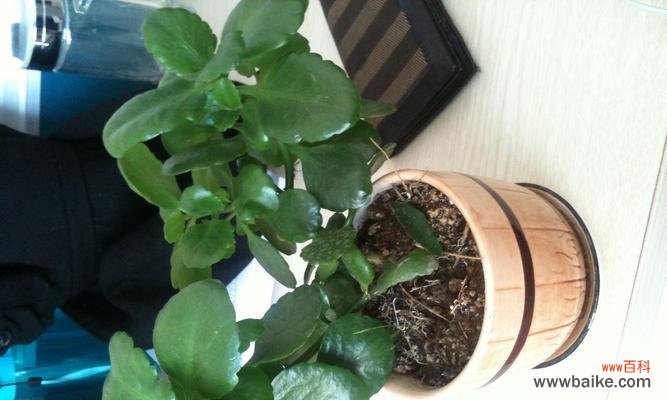 探寻植物世界中的道德典范 植物的品德高尚与象征意义