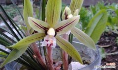 绽放女性力量的花朵们 探寻女性象征的植物之美