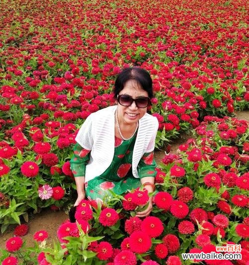 探索坚韧与成长的奇妙世界 努力向上的植物