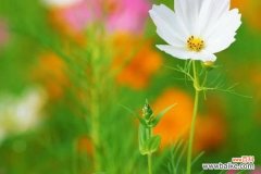 探索坚韧与成长的奇妙世界 努力向上的植物