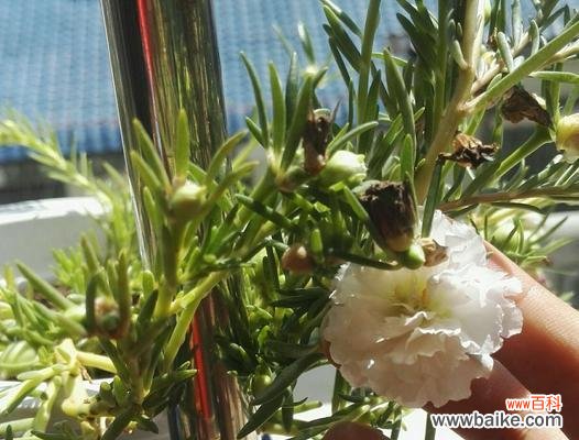 探索坚韧与成长的奇妙世界 努力向上的植物