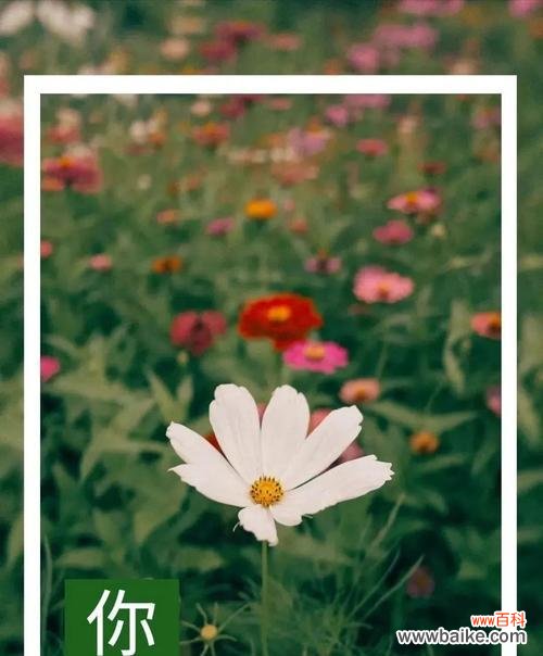 一片叶子的倔强生长──探寻努力奋斗的力量 力求进步，象征努力奋斗的植物