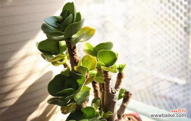 探索自然界中象征男人的15种植物 植物象征男性特质，你了解吗