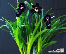 探索自然界中象征男人的15种植物 植物象征男性特质，你了解吗