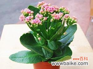 探索自然界中象征男人的15种植物 植物象征男性特质，你了解吗