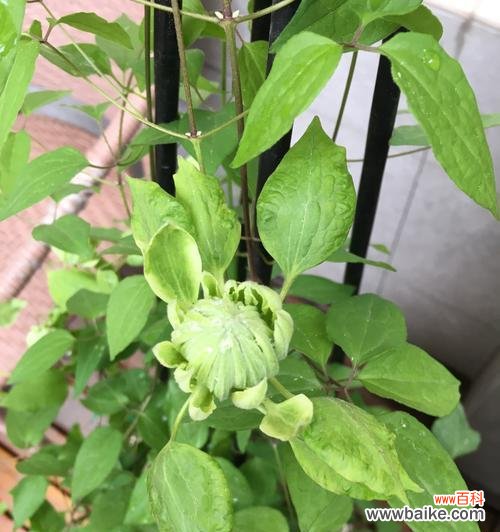 探索自然奇迹 生命之花