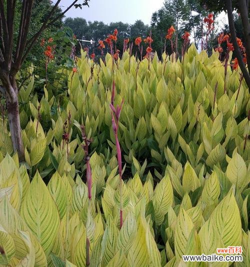 探索自然奇迹 生命之花