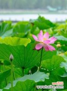 以象征舍己为人的植物种类及其故事 植物世界中的舍己为人者