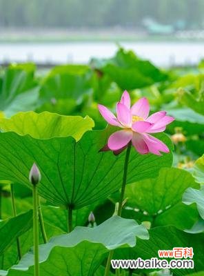 以象征舍己为人的植物种类及其故事 植物世界中的舍己为人者