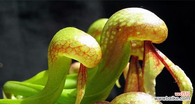 以象征舍己为人的植物种类及其故事 植物世界中的舍己为人者