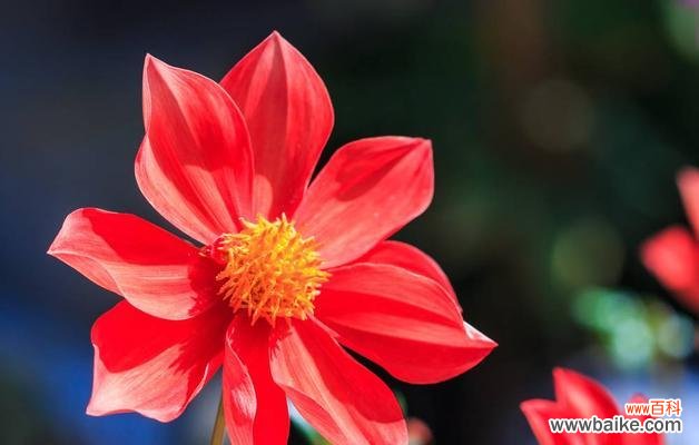 走进植物世界 以象征清正廉洁的植物为主题的文章