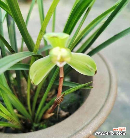 走进植物世界 以象征清正廉洁的植物为主题的文章