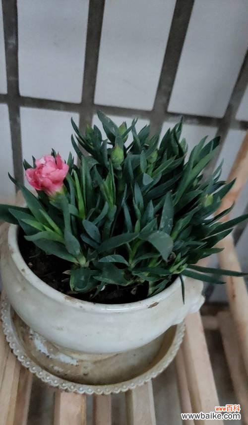 探索植物背后的平凡之美与含义 平凡之美