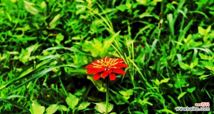 探索植物的象征意义与思念之美 植物中的思念