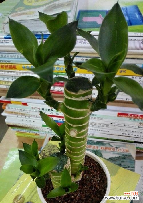 向上攀登 职场晋升之路