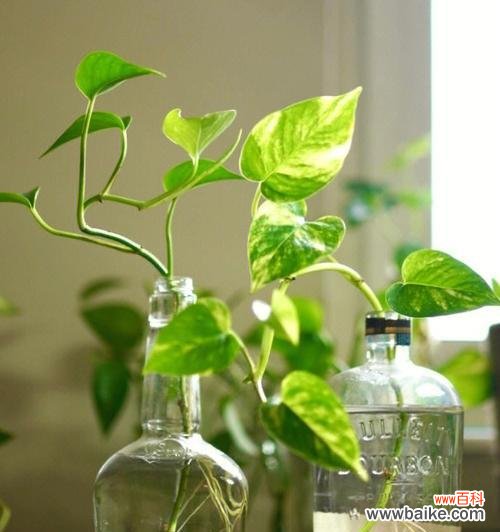 揭秘植物的生命力与繁衍之道 生生不息的植物世界