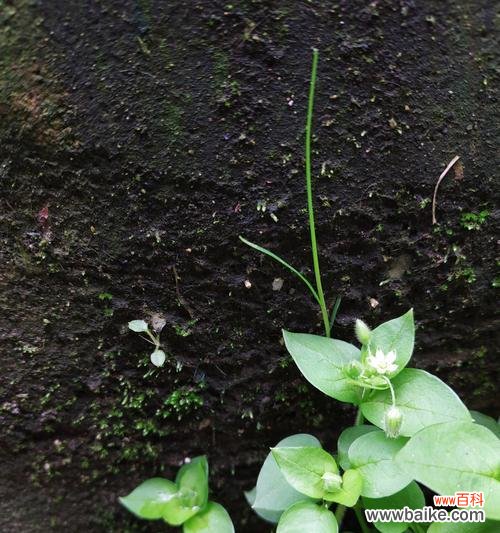 探索自然的奇迹 生命与希望