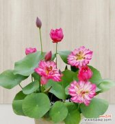 夏天的植物世界 盛夏繁花绿叶浓阴