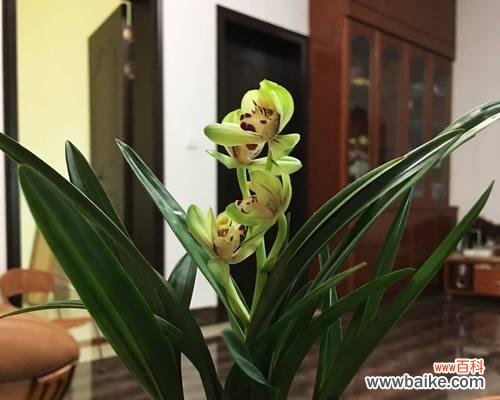 探索自然界中那些象征无私奉献的植物 植物中的无私奉献