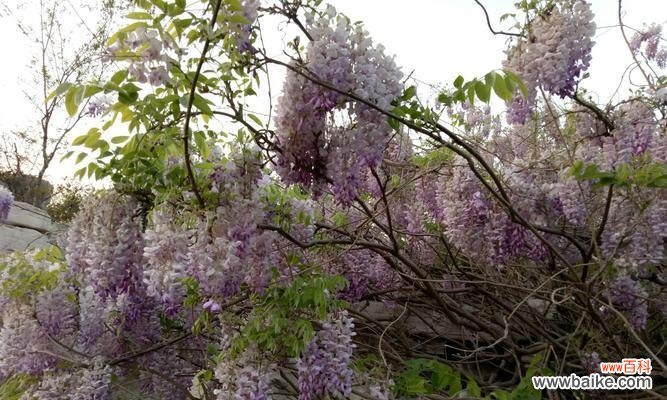 探索自然界中那些象征无私奉献的植物 植物中的无私奉献